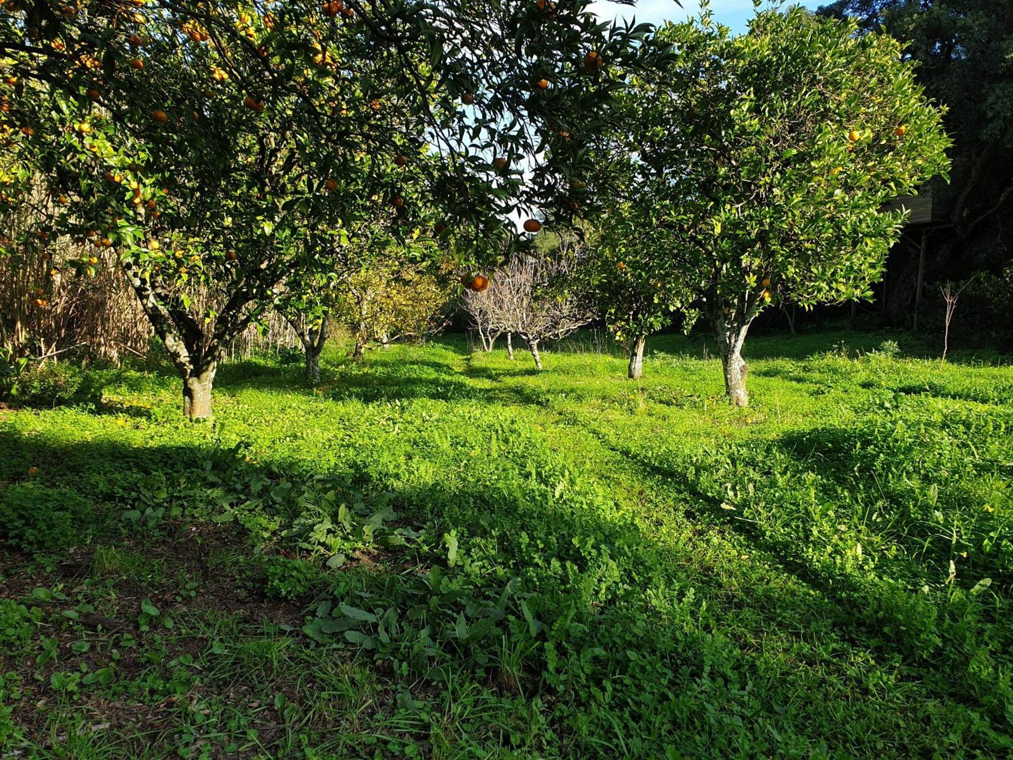 Quinta De Sao Pedro Villa Sobreda Exteriör bild